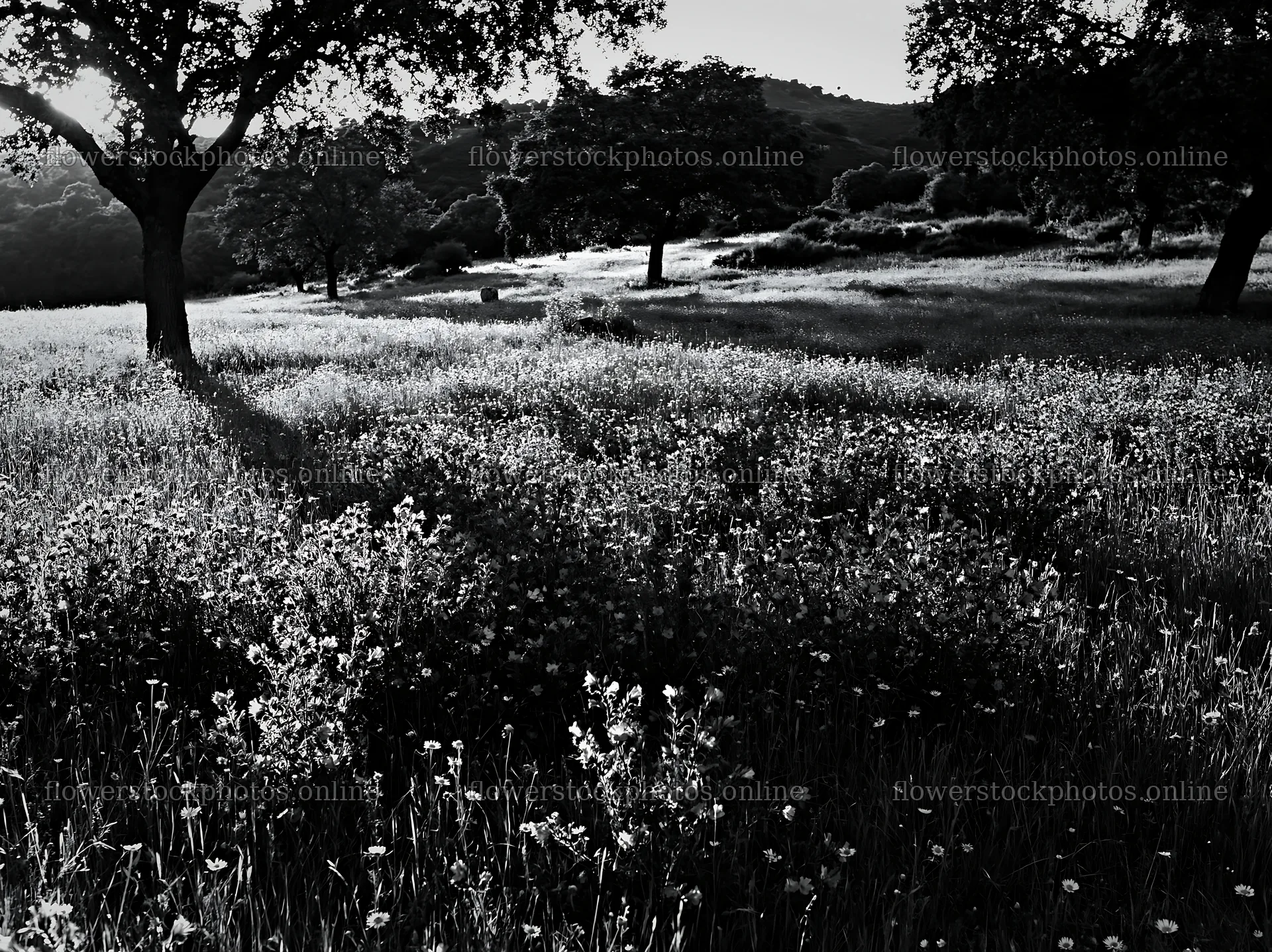 Regenerative meadow with trees and wildflowers in daylight – flower stock photos 9174x6866