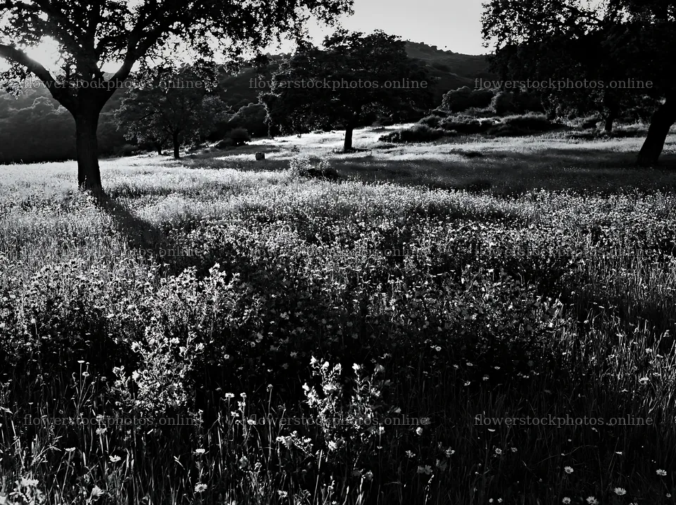 Regenerative meadow with trees and wildflowers in daylight – flower stock photos 9174x6866