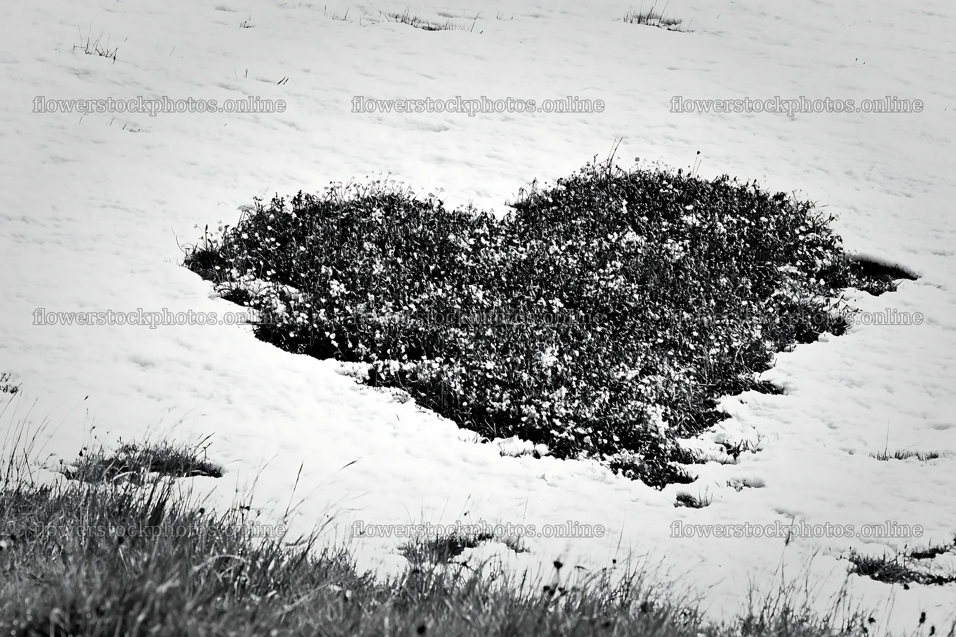 Heart-shaped bush in snowy meadow for Christmas card – flower stock photos 9722x6480