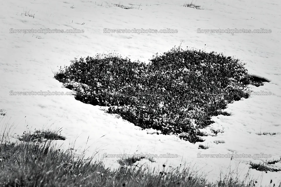 Heart-shaped bush in snowy meadow for Christmas card – flower stock photos 9722x6480