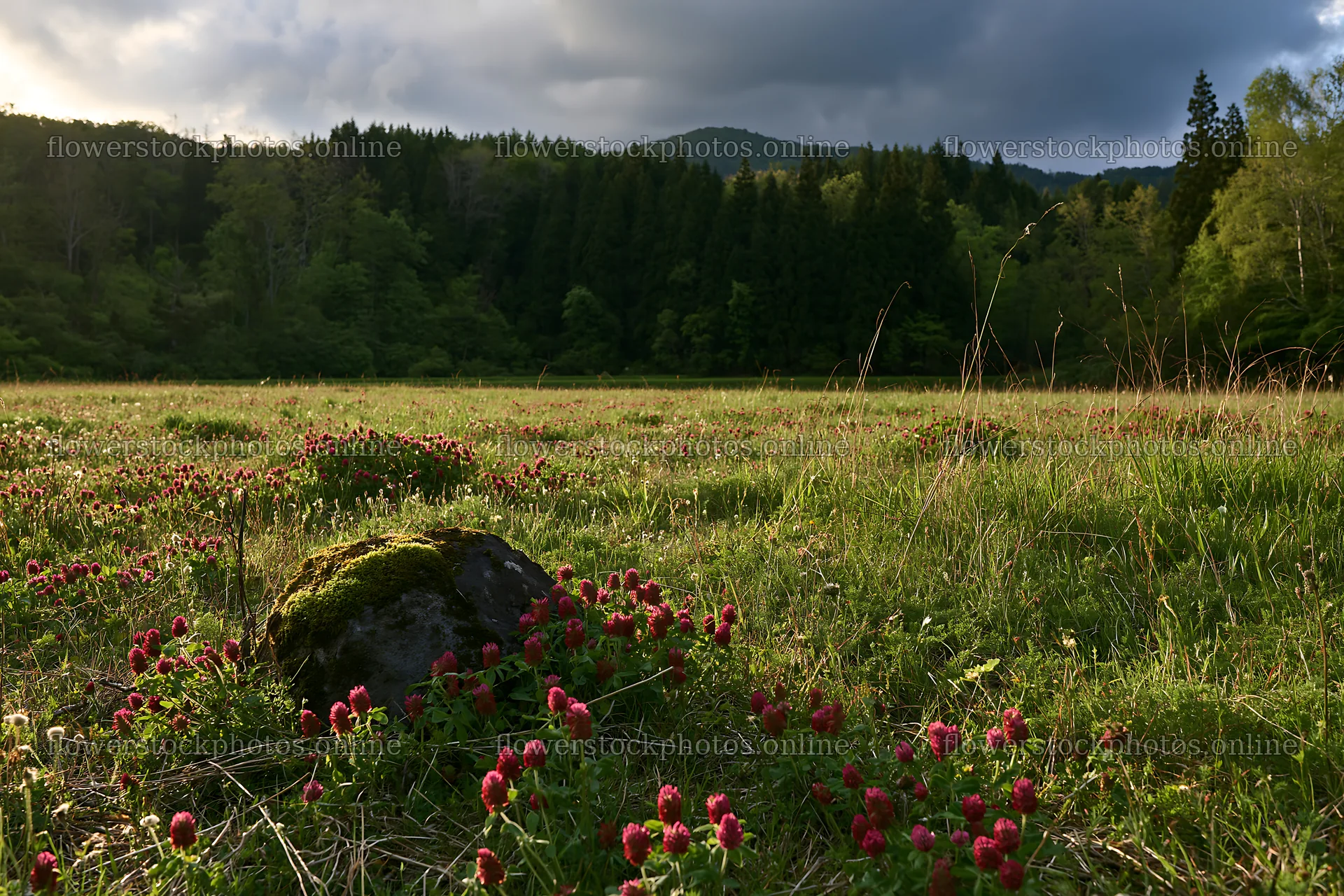 Miyagi spring meadow with mossy stones and flowers – flower stock photos 9722x6480