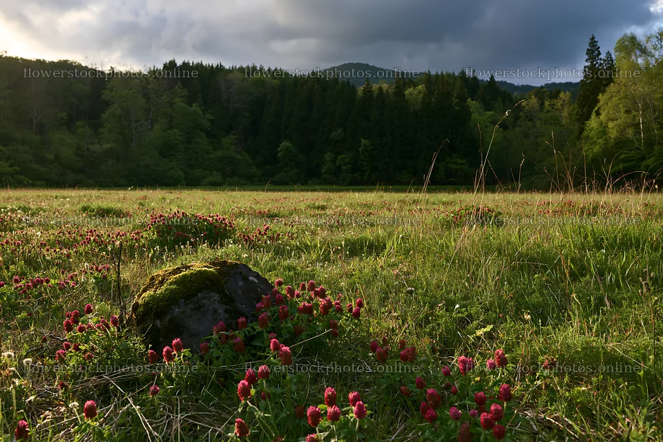 Miyagi spring meadow with mossy stones and flowers – flower stock photos 9722x6480