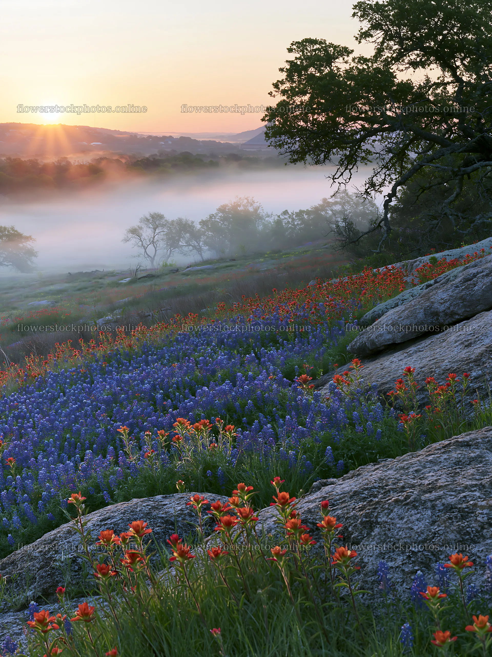 Bluebonnet meadow sunrise with mist and rocks in the background – flower stock photos 6866x9174
