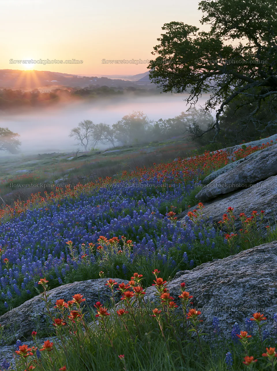 Bluebonnet meadow sunrise with mist and rocks in the background – flower stock photos 6866x9174