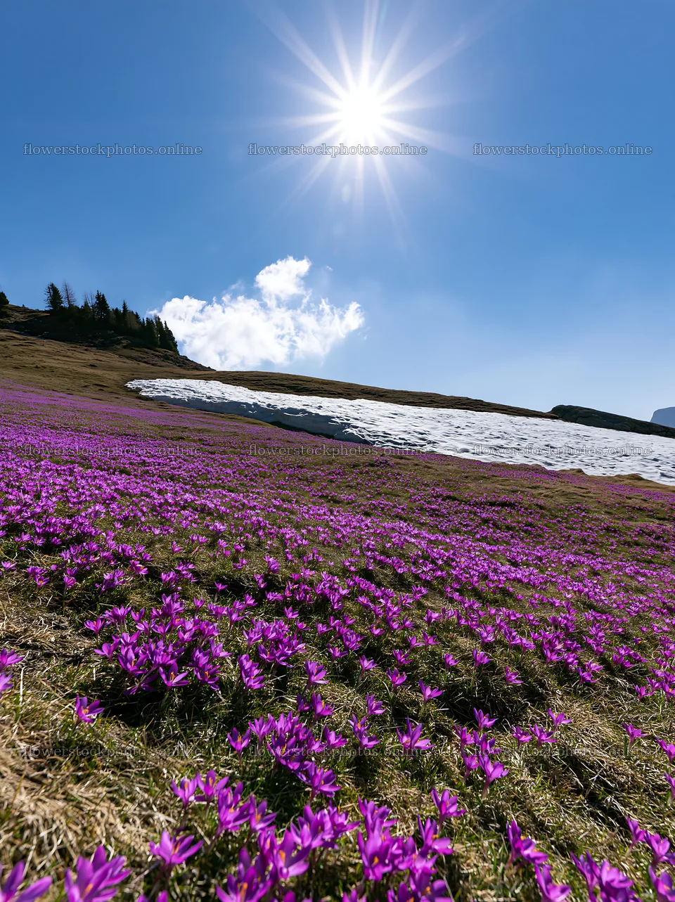 Alpe di Siusi meadow sunbeams with blooming purple flowers – flower stock photos 6866x9174
