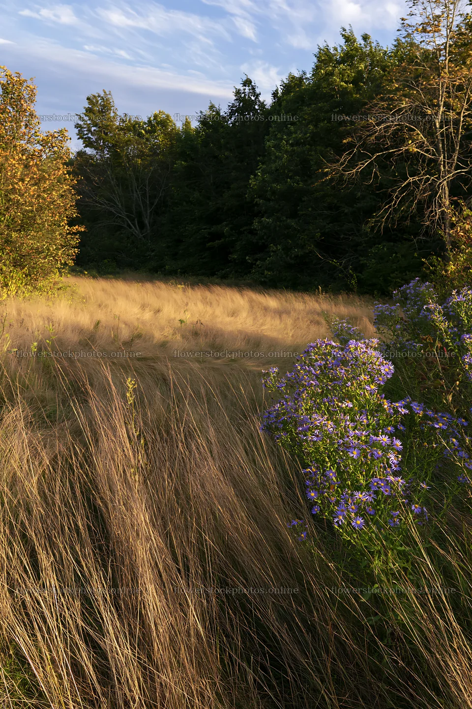 Autumn meadow grasses at woodland edge with flowers – flower stock photos 6480x9722