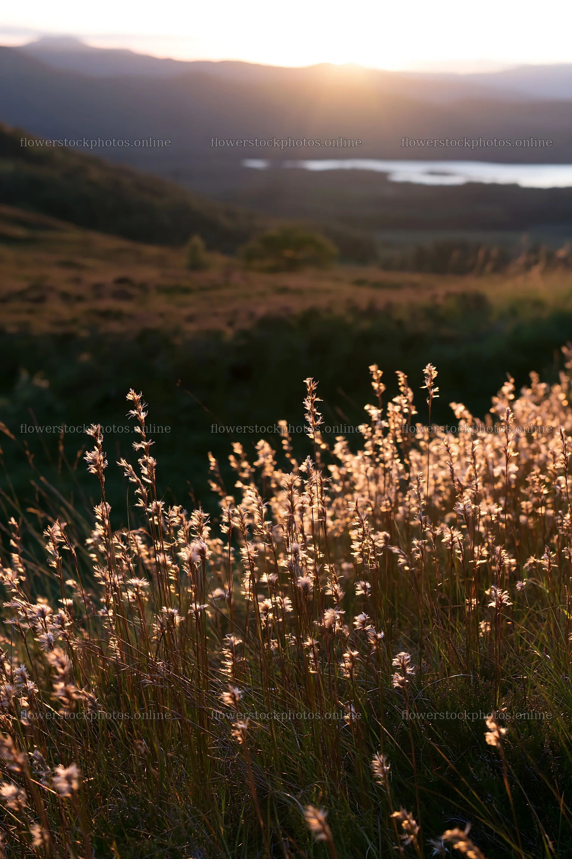 Meadow with seedheads during sunset near a lake – flower stock photos 6480x9722
