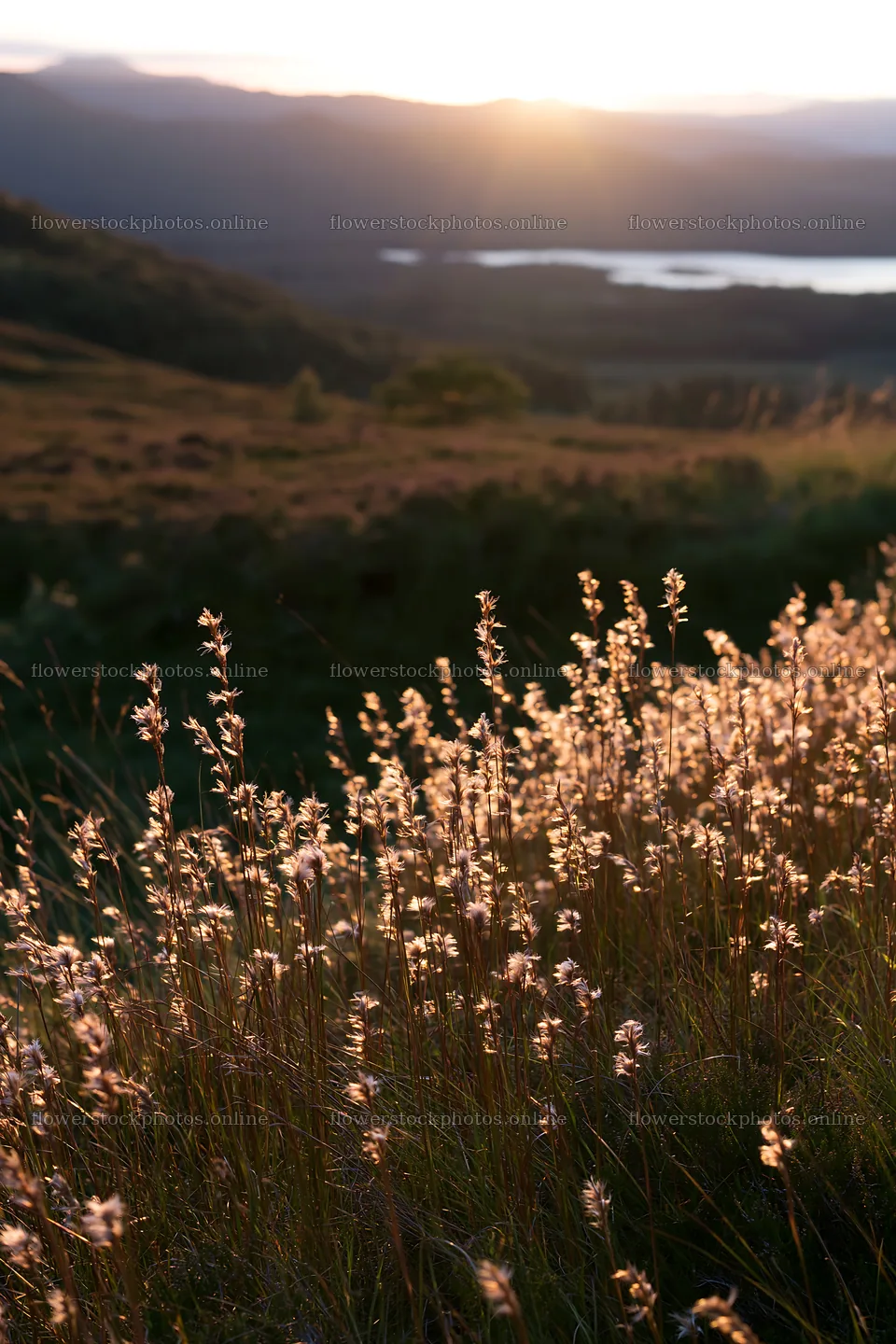 Meadow with seedheads during sunset near a lake – flower stock photos 6480x9722