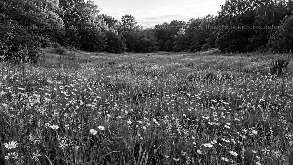 Wildflower Meadow in a Woodland Clearing – flower stock photos 10324x5812