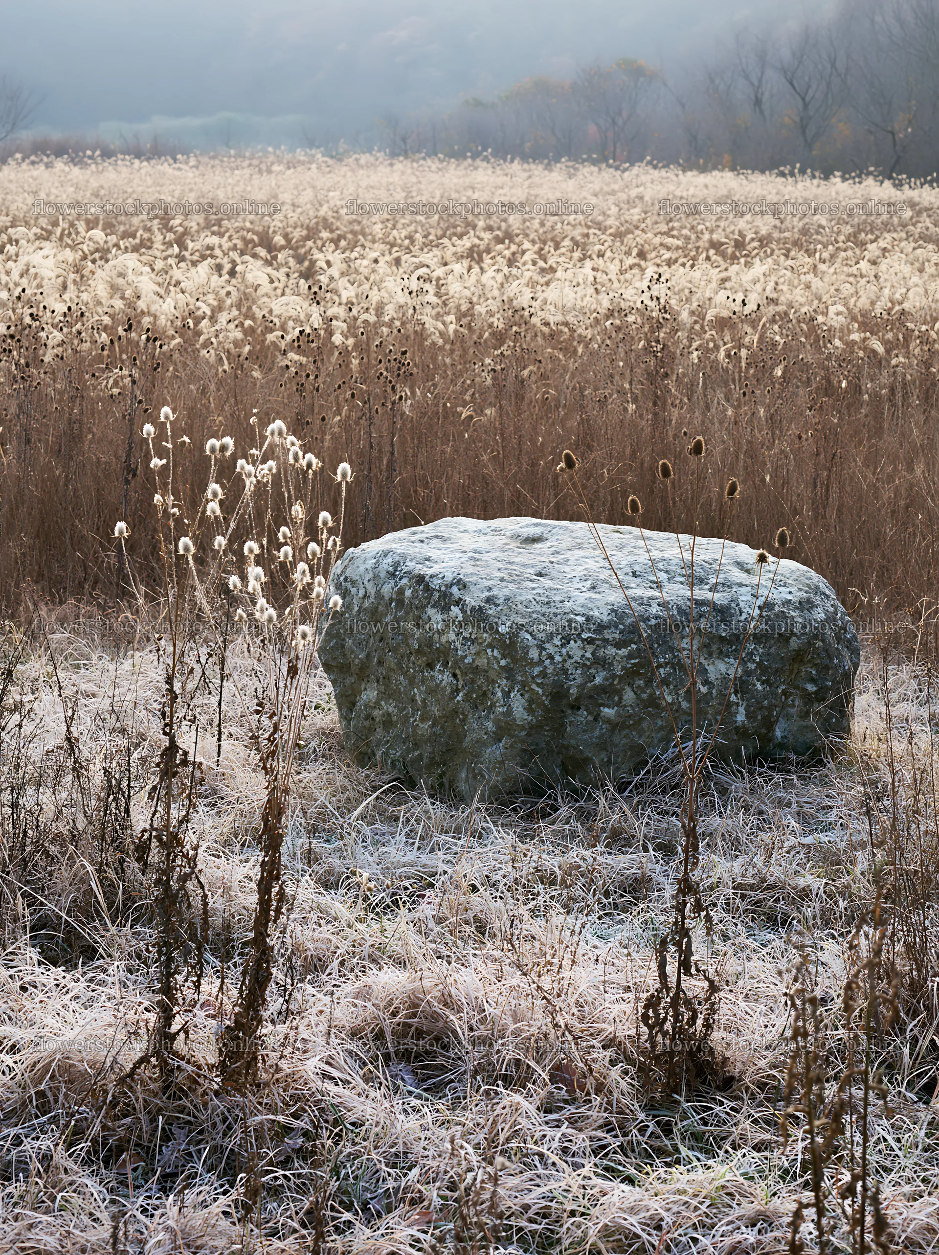 Yamaguchi limestone meadow with pale boulder in frost – flower stock photos 6866x9174