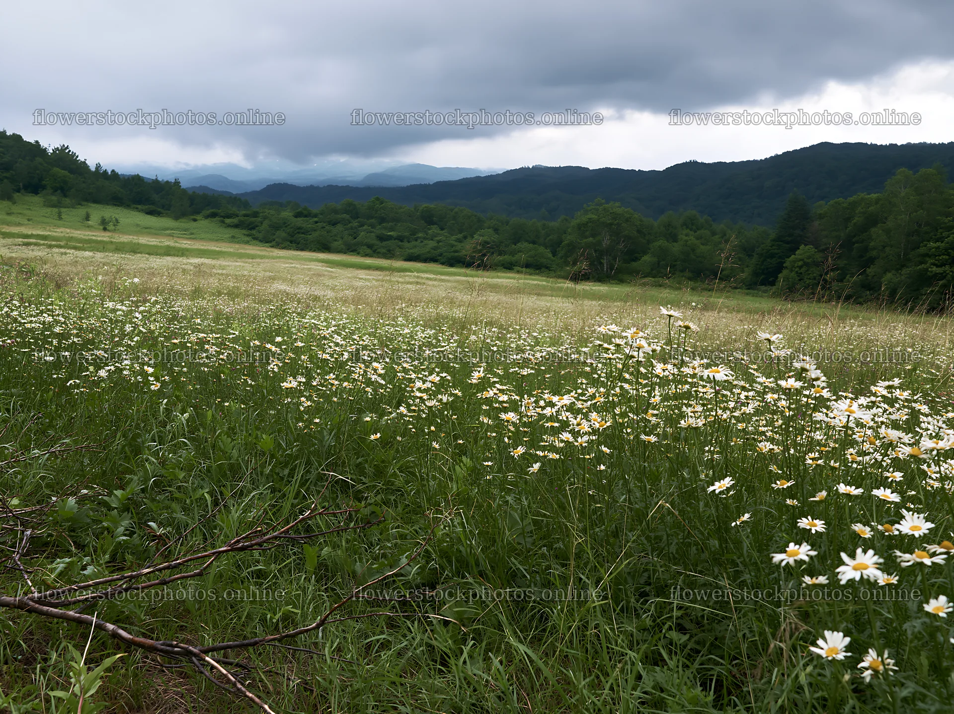 Yamagata rewilded meadow fallen branch foreground – flower stock photos 9174x6866