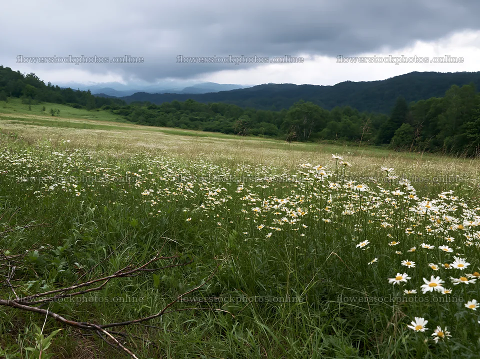 Yamagata rewilded meadow fallen branch foreground – flower stock photos 9174x6866