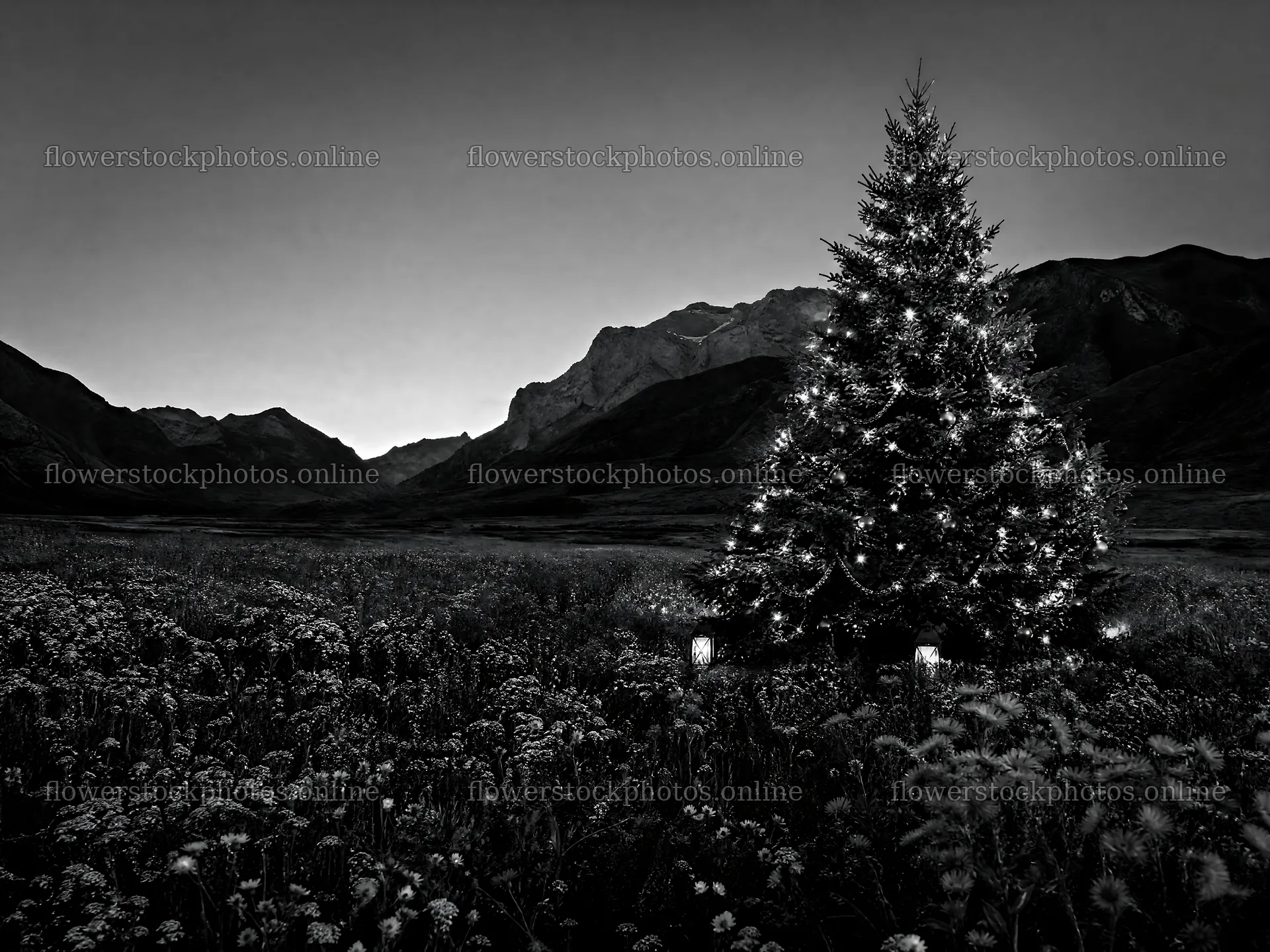 Christmas tree in mountain valley meadow at dusk – flower stock photos 9166x6874