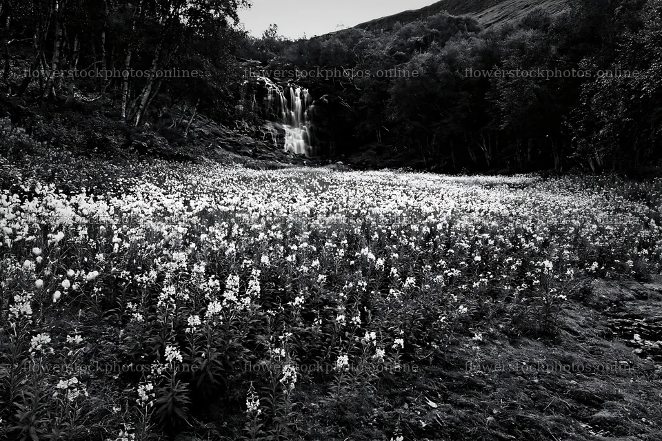 Wildflower meadow at base of waterfall – flower stock photos 9722x6480