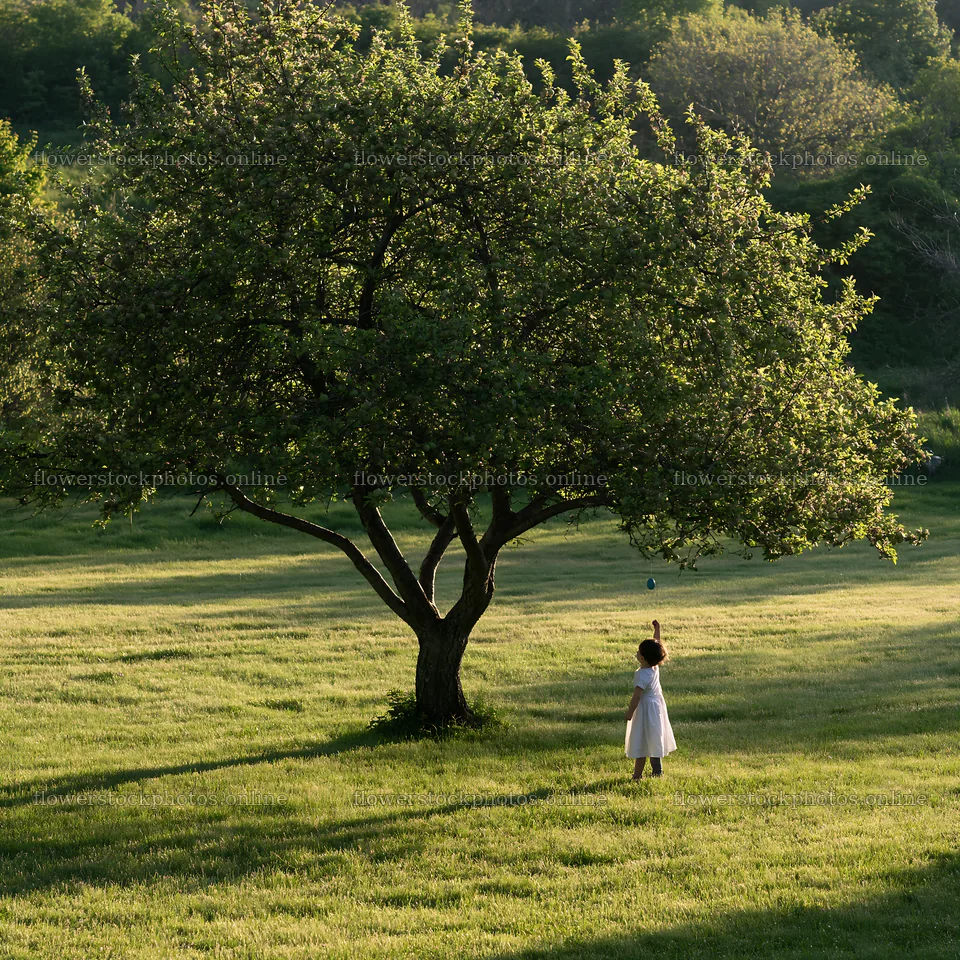 Easter apple tree in a field with a person standing nearby – flower stock photos 7938x7938