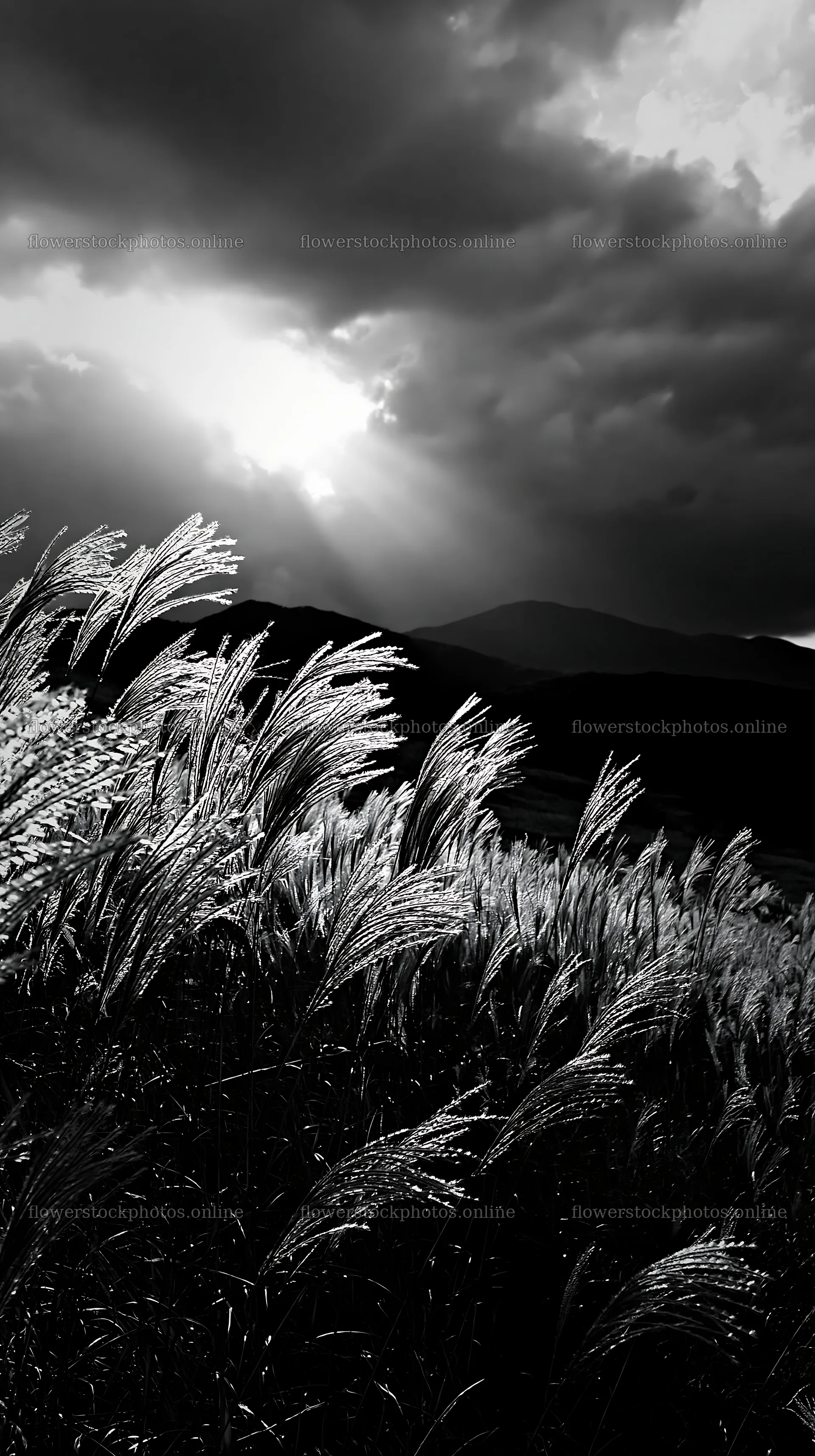 Hokkaido silver grass meadow seedheads under dramatic sky – flower stock photos 5938x10608