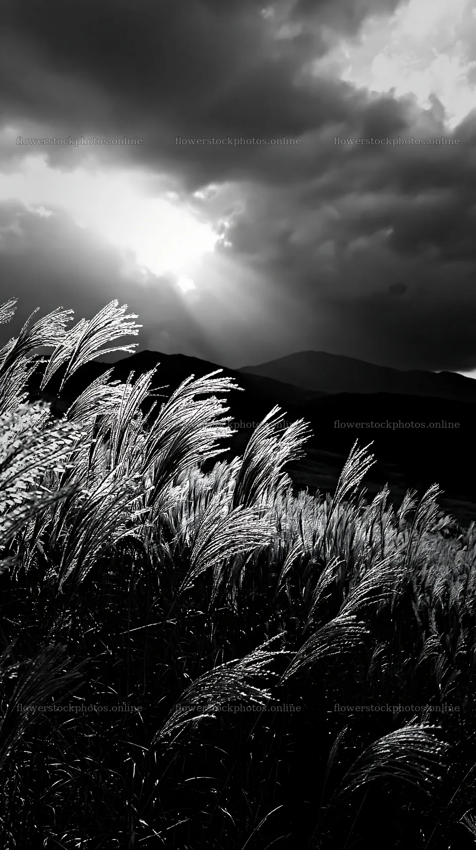 Hokkaido silver grass meadow seedheads under dramatic sky – flower stock photos 5938x10608