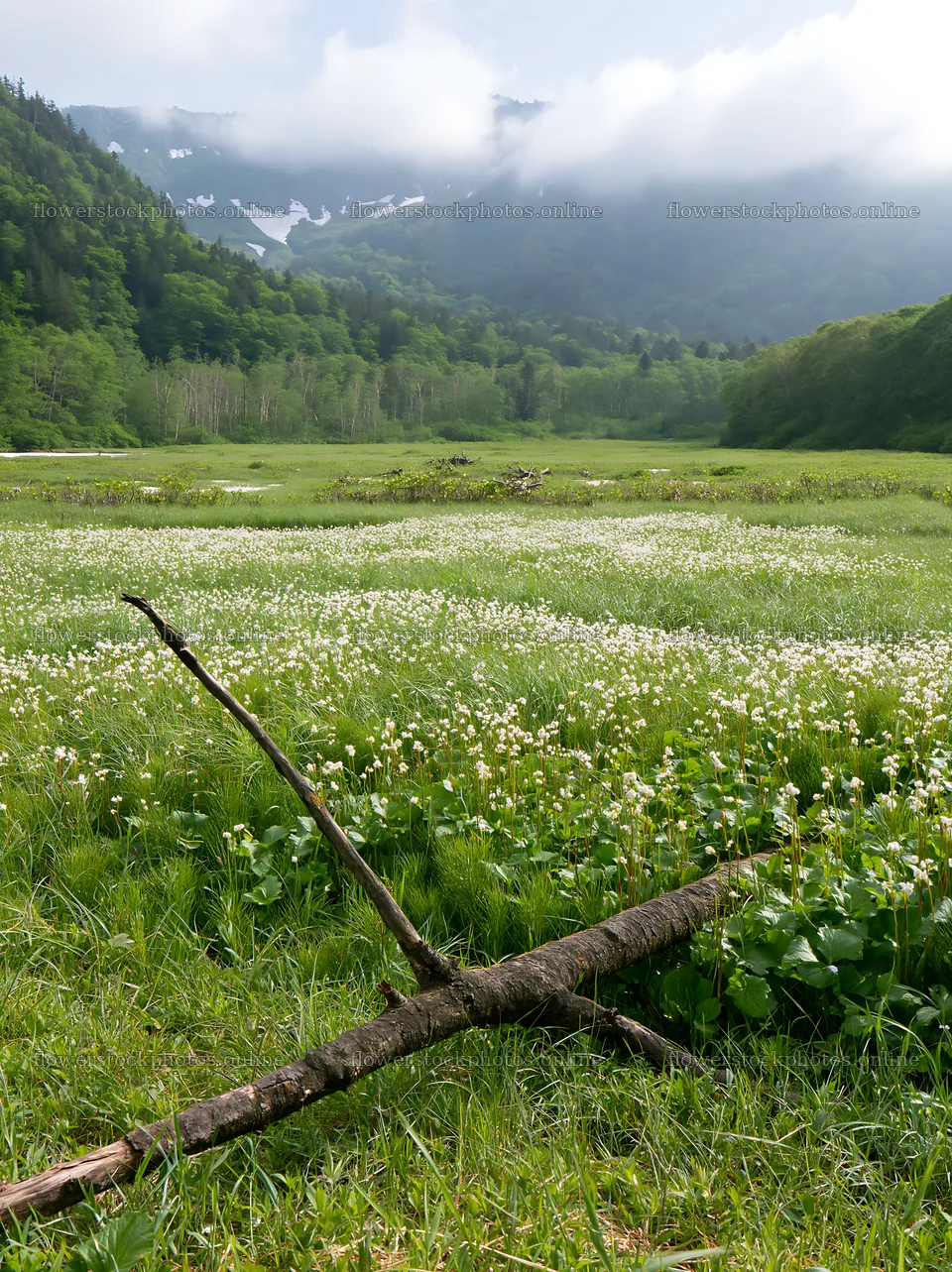 Yamagata rewilded meadow with fallen branch in foreground – flower stock photos 6866x9174