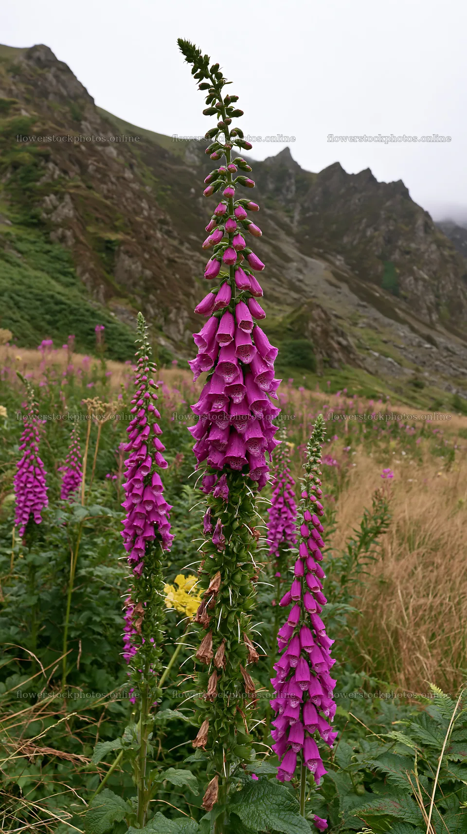 Meadow beneath crags with purple flowers rising tall – flower stock photos 5938x10608