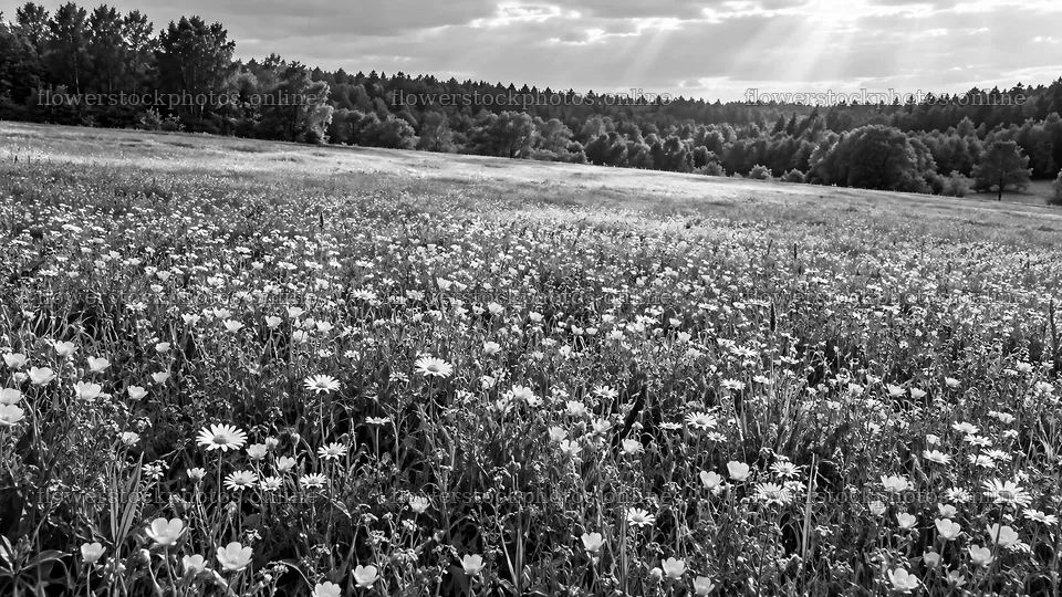 Wildflower Meadow and Crosses by a Forest – flower stock photos 10324x5812