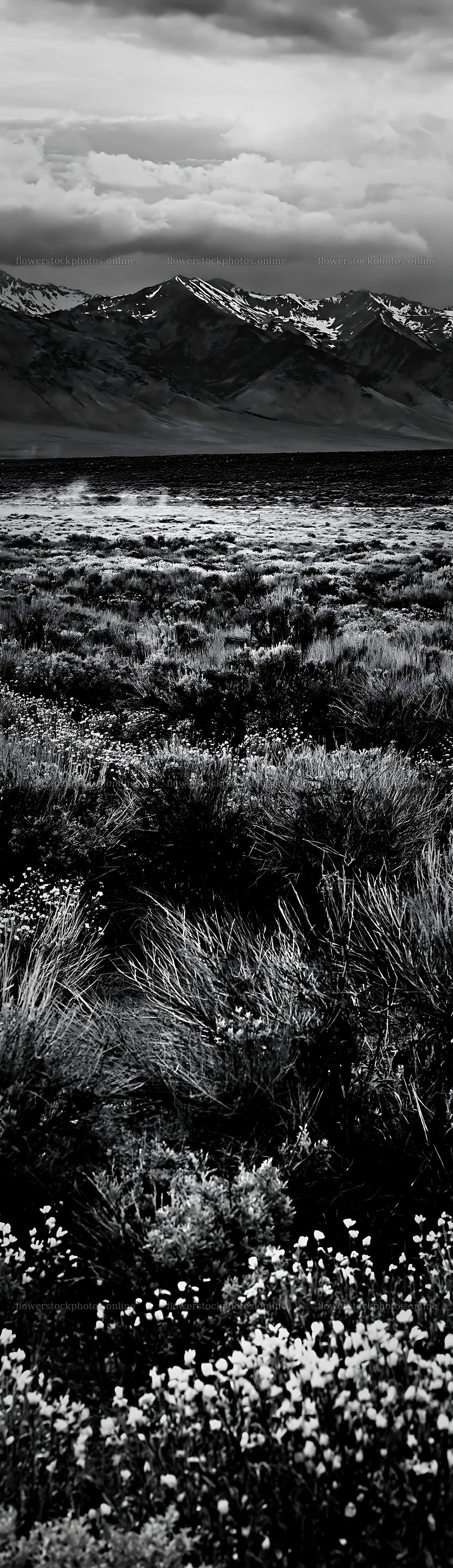 Sagebrush meadow light with mountain backdrop – flower stock photos 4268x14762