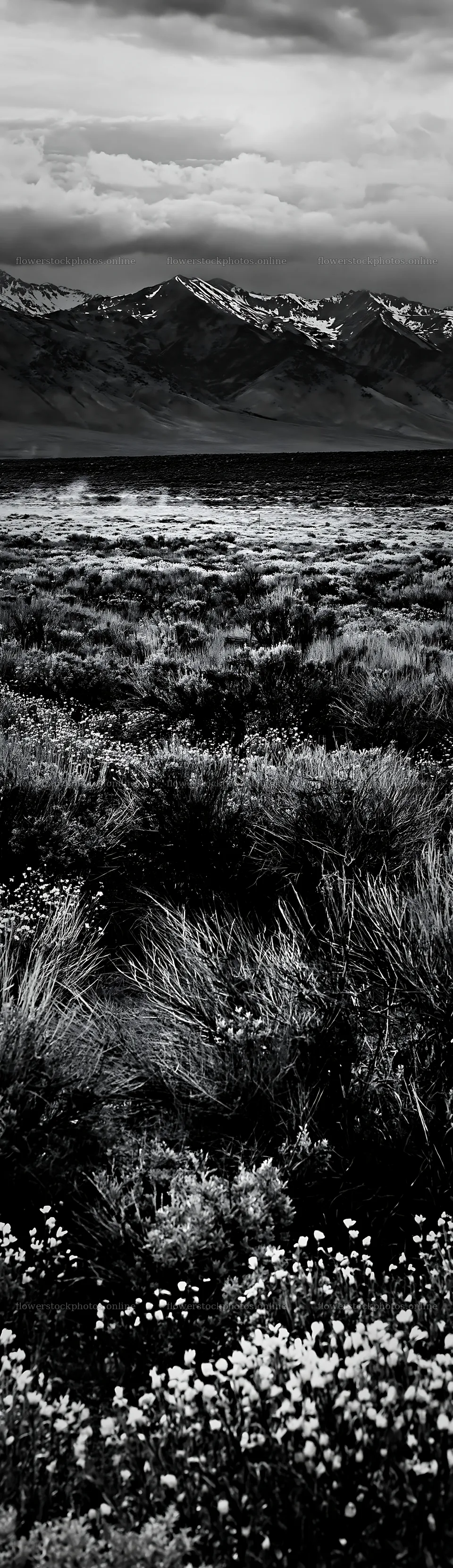 Sagebrush meadow light with mountain backdrop – flower stock photos 4268x14762