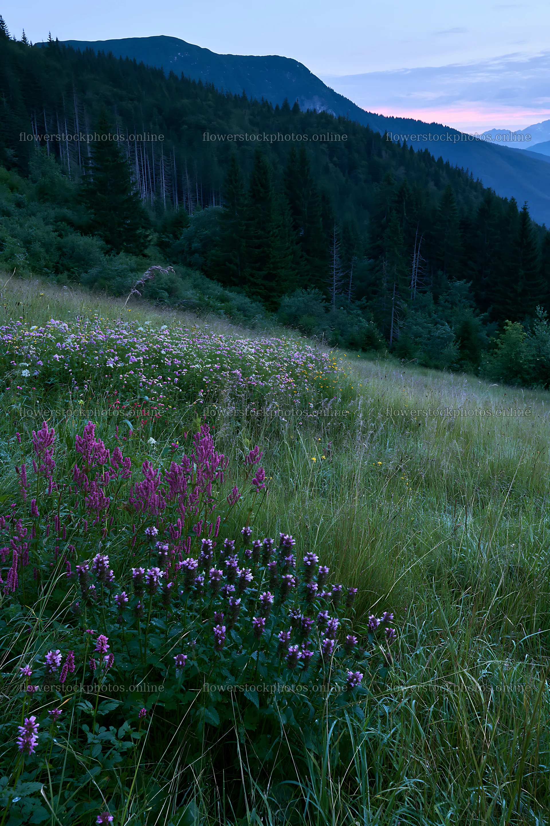 Biodiverse meadow with wildflowers at dusk in the mountains – flower stock photos 6480x9722