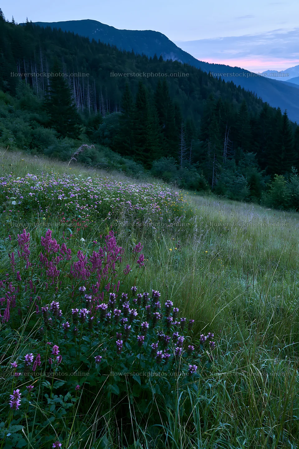 Biodiverse meadow with wildflowers at dusk in the mountains – flower stock photos 6480x9722
