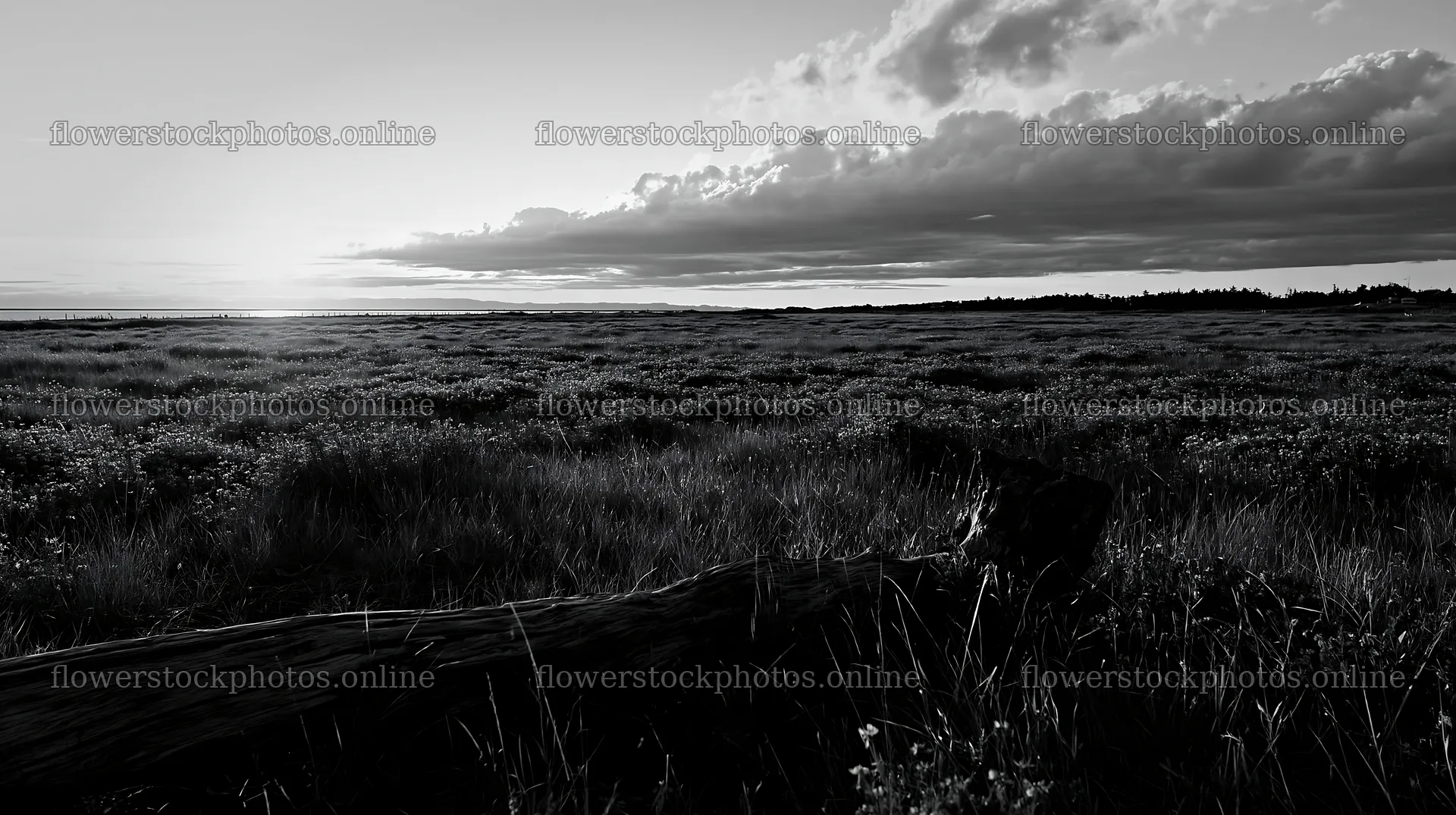 Chiba coastal climate meadow driftwood foreground at sunset – flower stock photos 10608x5938