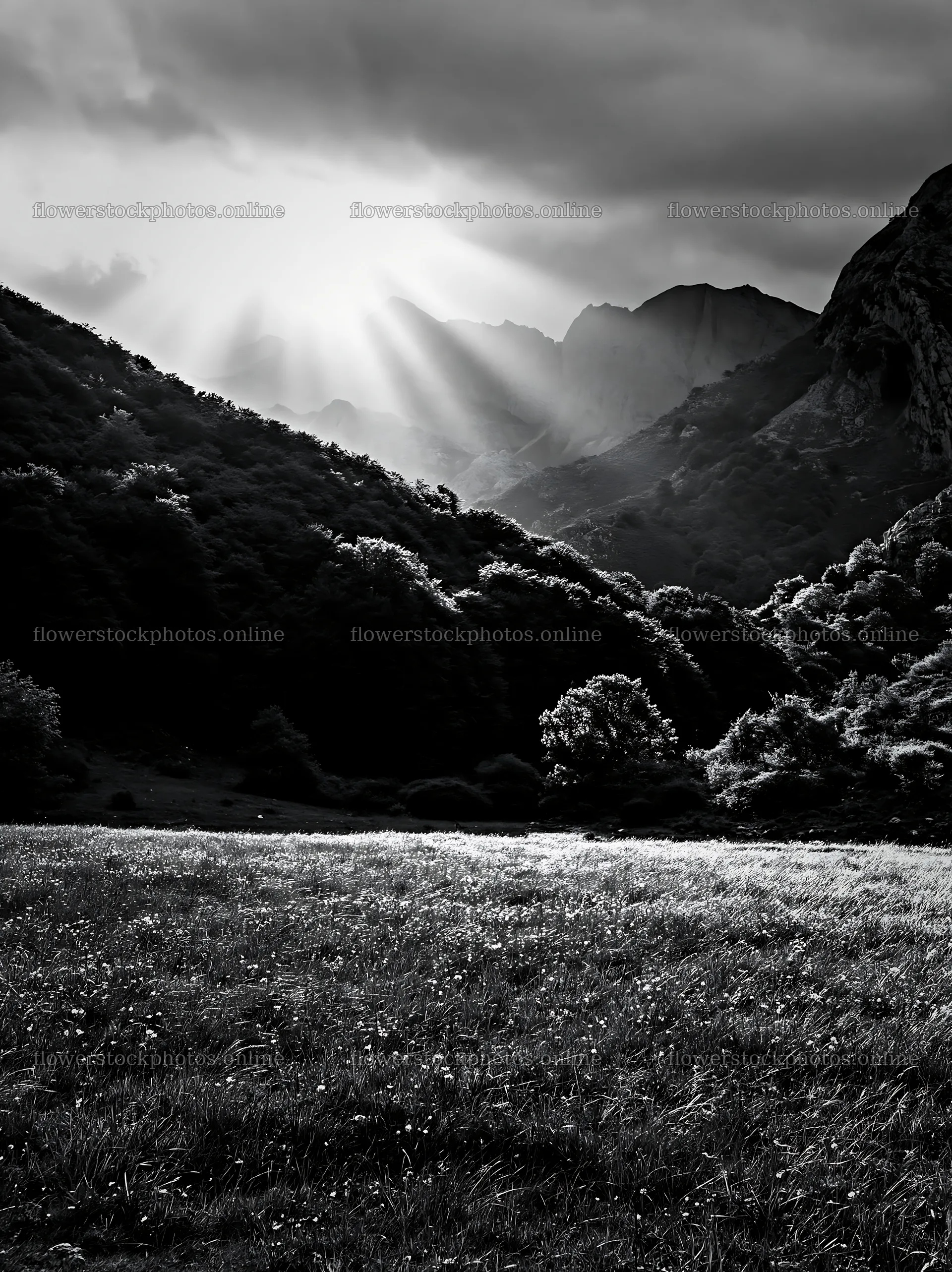 Sunrays through clouds over Picos de Europa meadow – flower stock photos 6866x9174