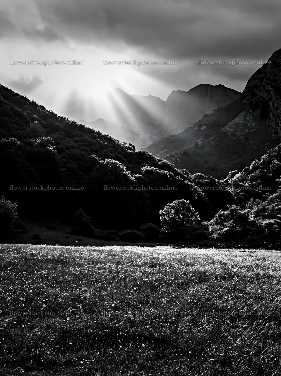 Sunrays through clouds over Picos de Europa meadow – flower stock photos 6866x9174