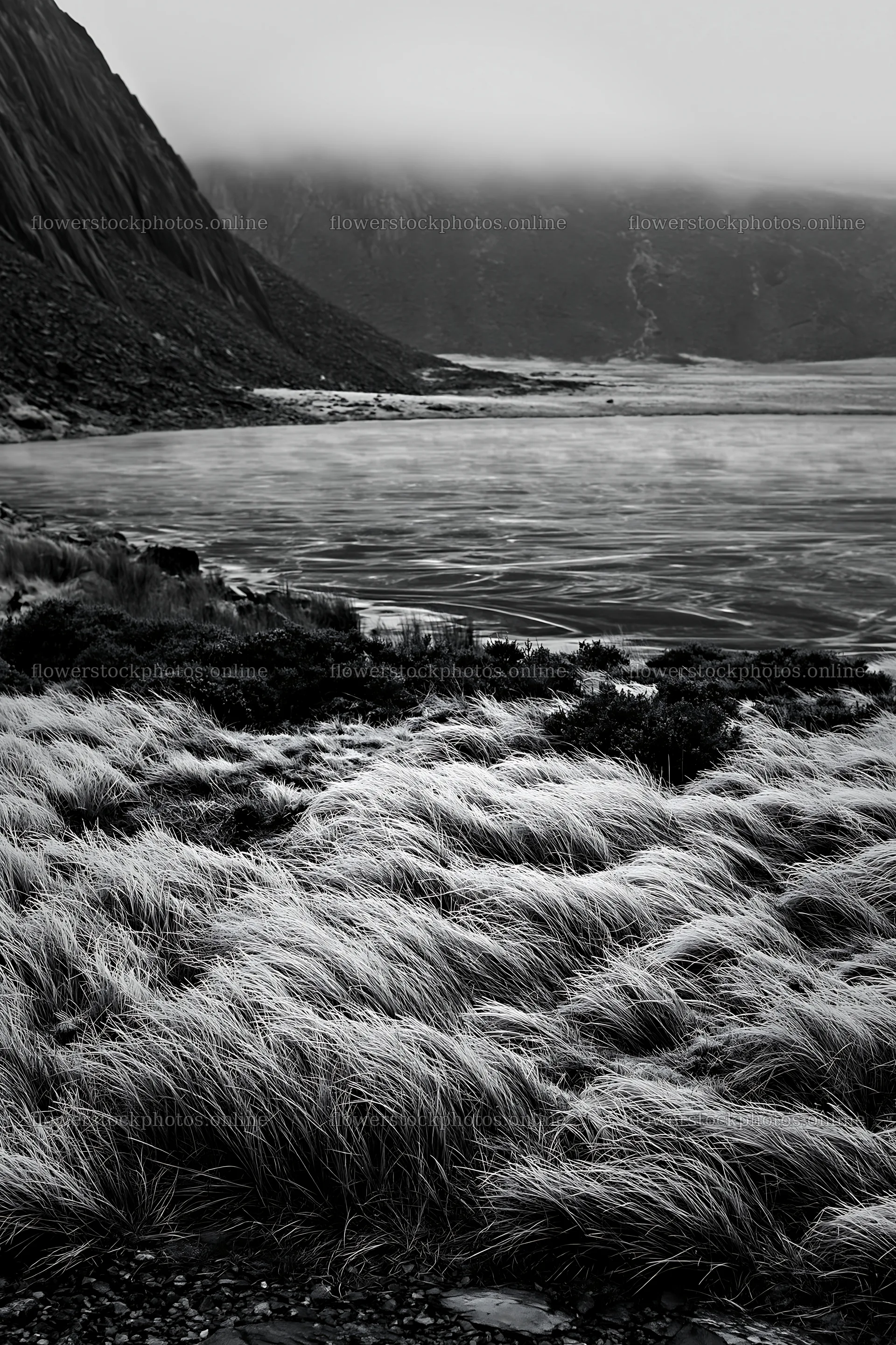 Frozen tarn meadow with grass near a body of water – flower stock photos 6480x9722