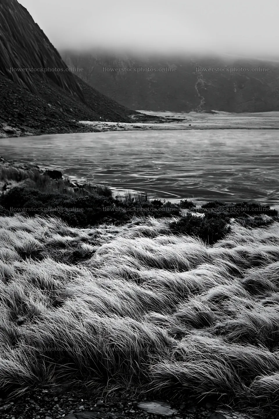 Frozen tarn meadow with grass near a body of water – flower stock photos 6480x9722