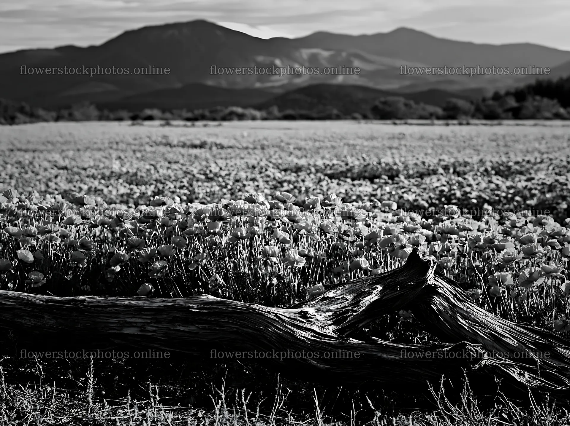 Yamagata rewilded meadow fallen branch foreground – flower stock photos 9174x6866