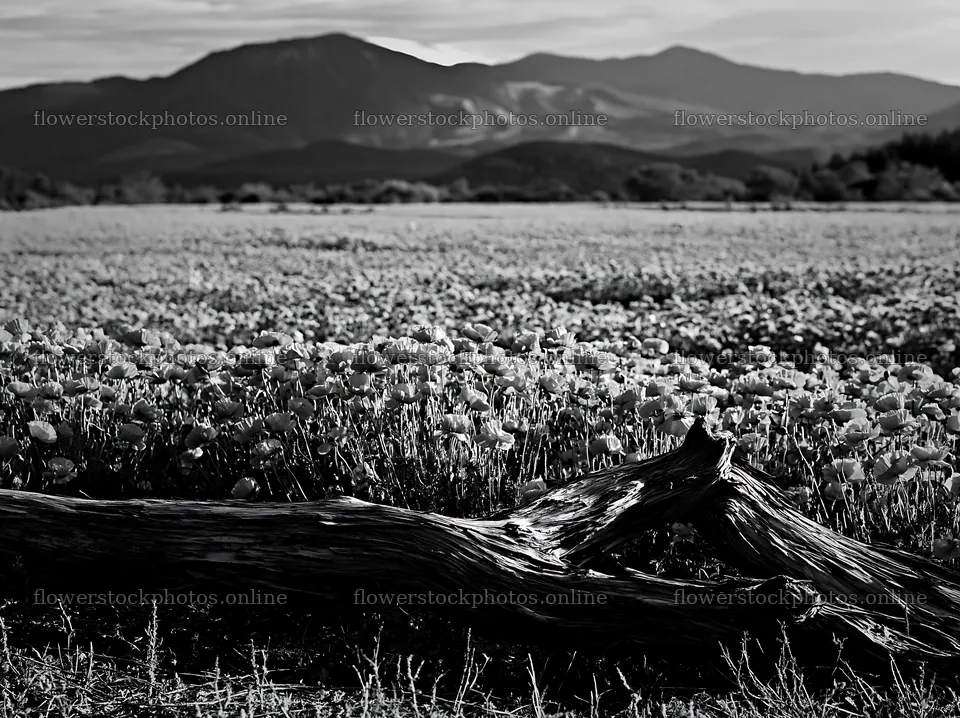 Yamagata rewilded meadow fallen branch foreground – flower stock photos 9174x6866