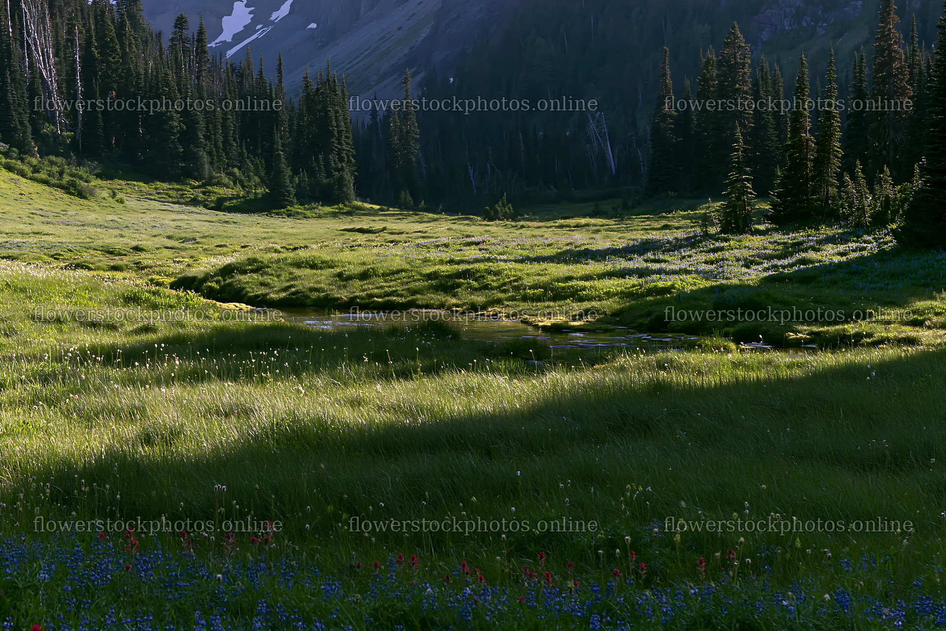 Mount Rainier meadow with lupine and paintbrush flowers – flower stock photos 9722x6480