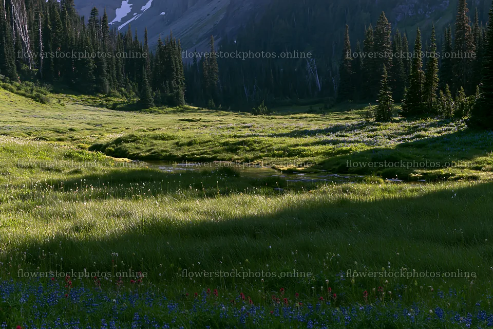 Mount Rainier meadow with lupine and paintbrush flowers – flower stock photos 9722x6480