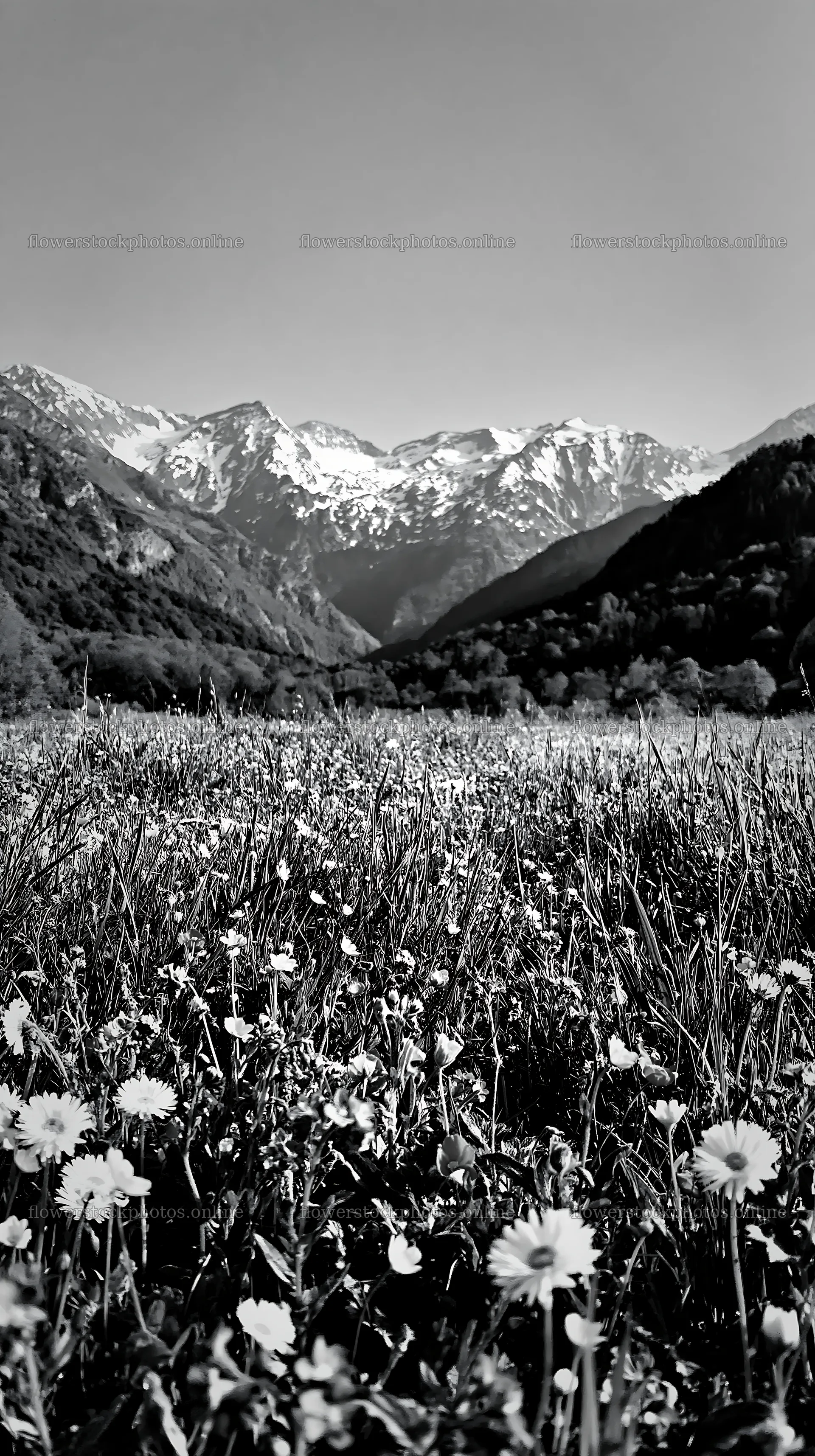 Meadow with flowers below Pyrenees mountains in France – flower stock photos 5938x10608