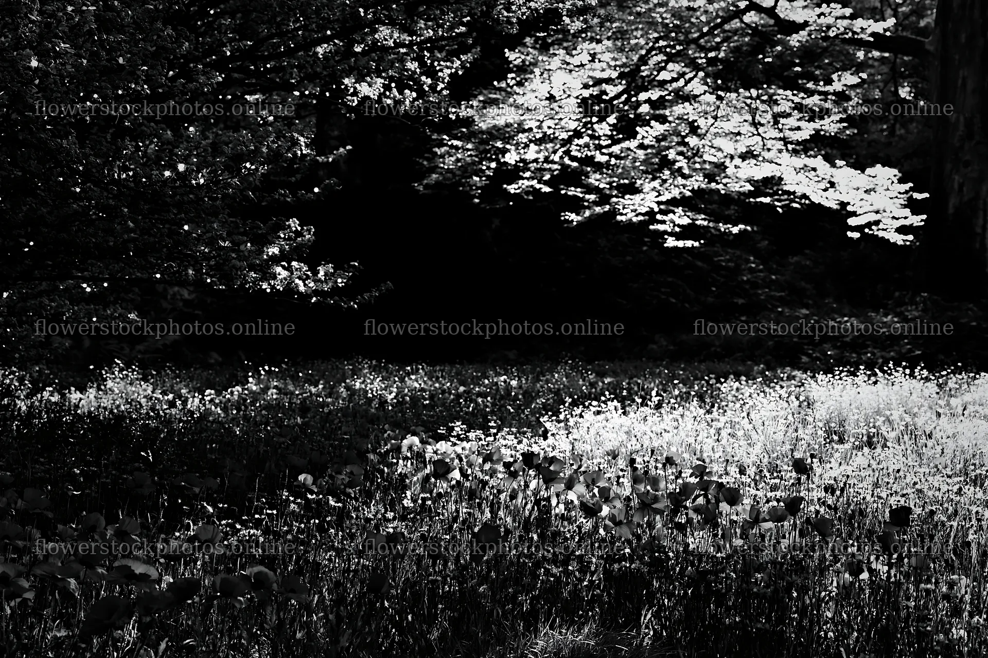 Christmas lights in meadow by cave at night – flower stock photos 9722x6480