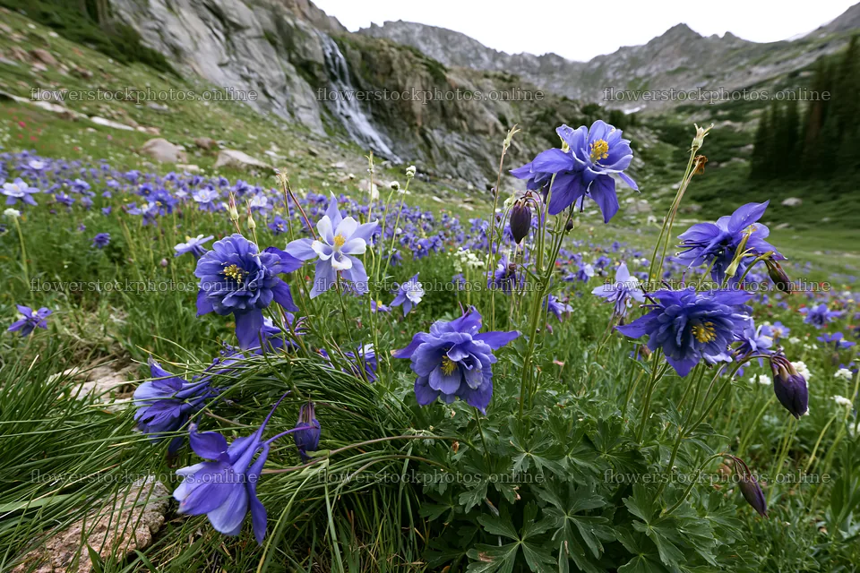 Mountain flower meadow with waterfall in the background – flower stock photos 9722x6480