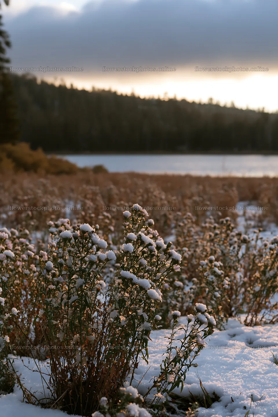 Snowy lakeside meadow with plants covered in snow – flower stock photos 6480x9722