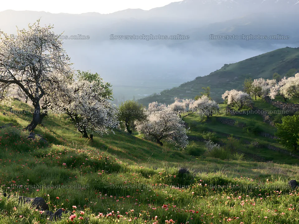Spring orchard meadow with blooming trees in a hillside setting – flower stock photos 9174x6866