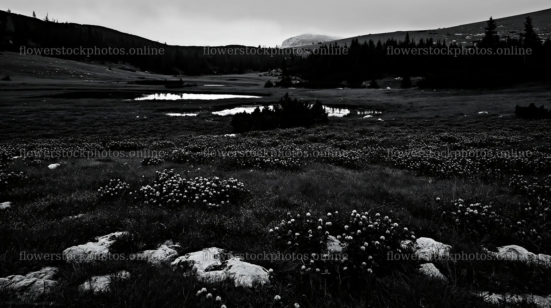 Clover speedwell meadow in a cloudy landscape with a pond – flower stock photos 10608x5938