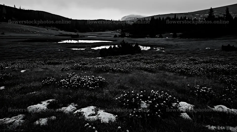 Clover speedwell meadow in a cloudy landscape with a pond – flower stock photos 10608x5938