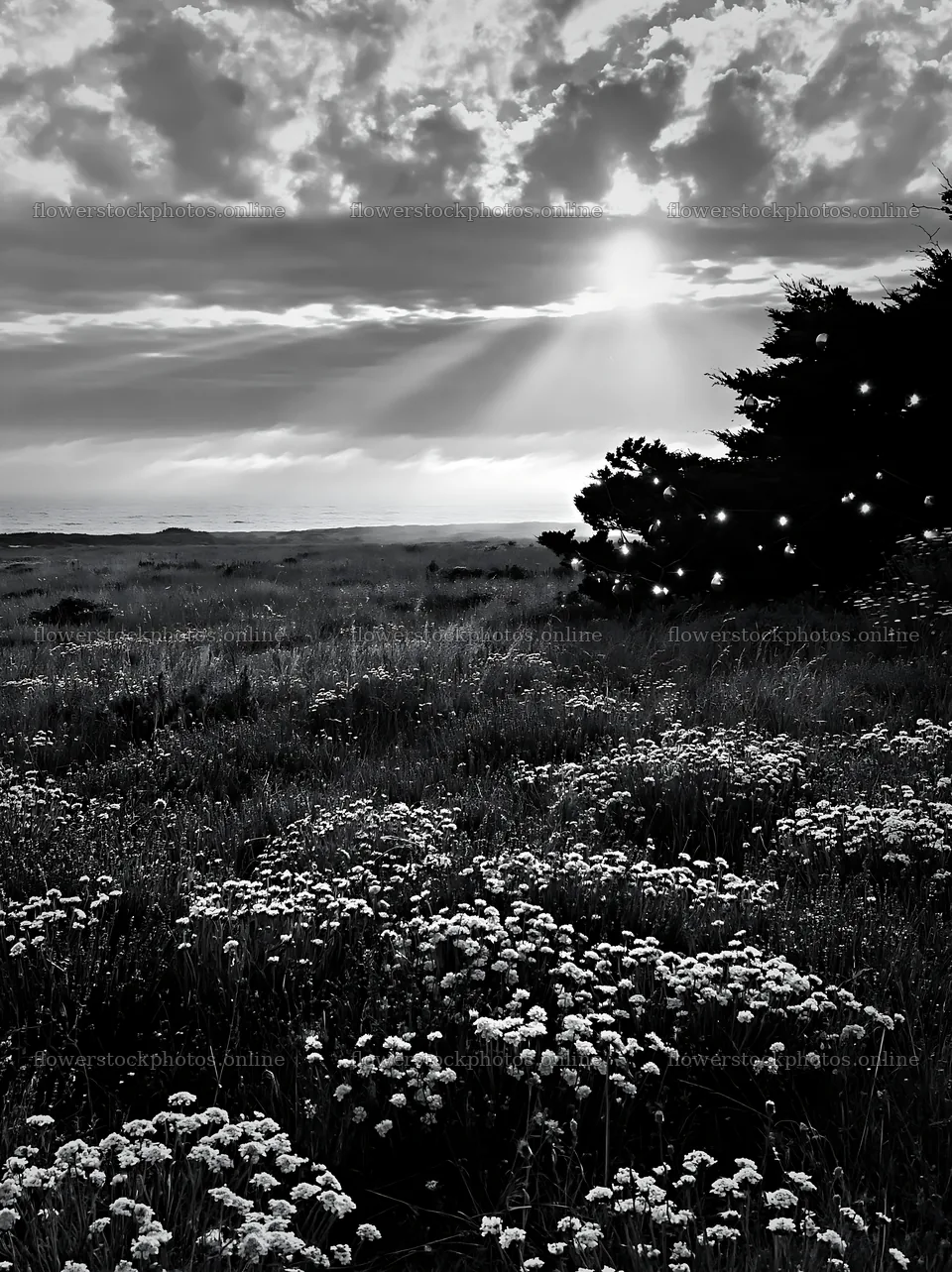 Meadow with Christmas lights under cloudy sky and sun rays – flower stock photos 6866x9174