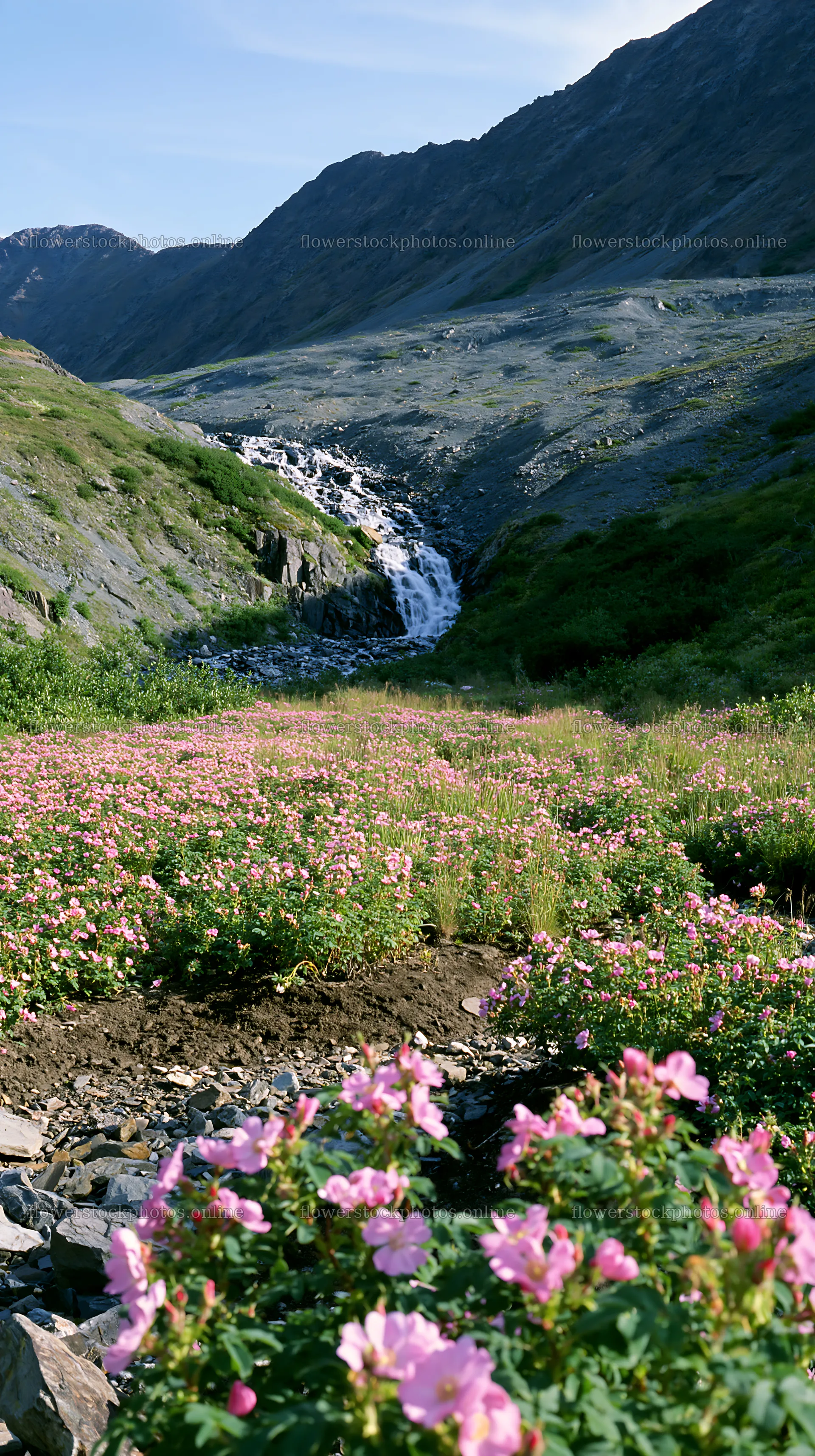 Wild rose meadow near a cascading waterfall – flower stock photos 5938x10608