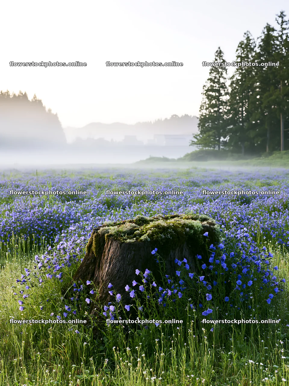 Gifu low carbon meadow mossy log surrounded by flowers – flower stock photos 6866x9174