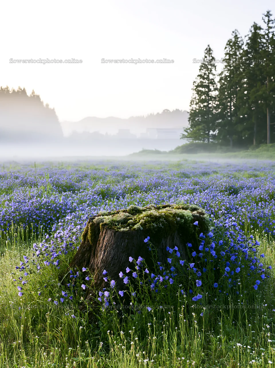 Gifu low carbon meadow mossy log surrounded by flowers – flower stock photos 6866x9174