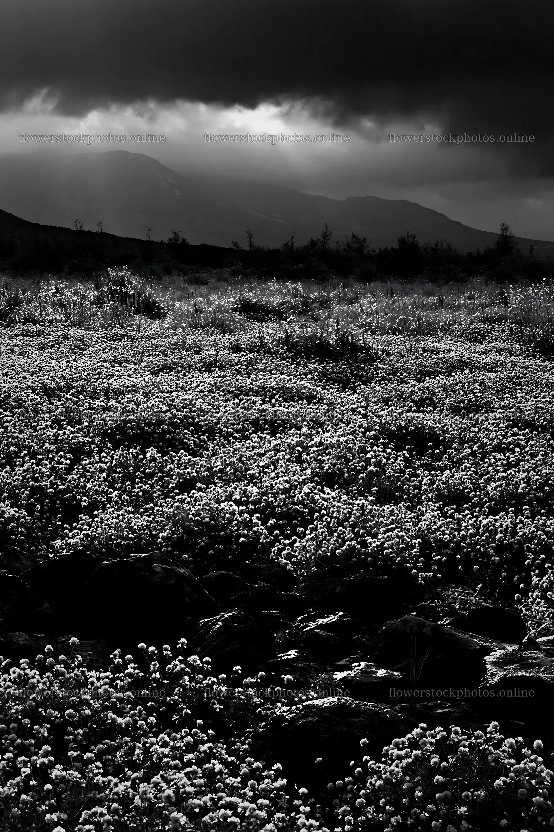 Kumamoto volcanic meadow with dark rock and pink flowers – flower stock photos 6480x9722