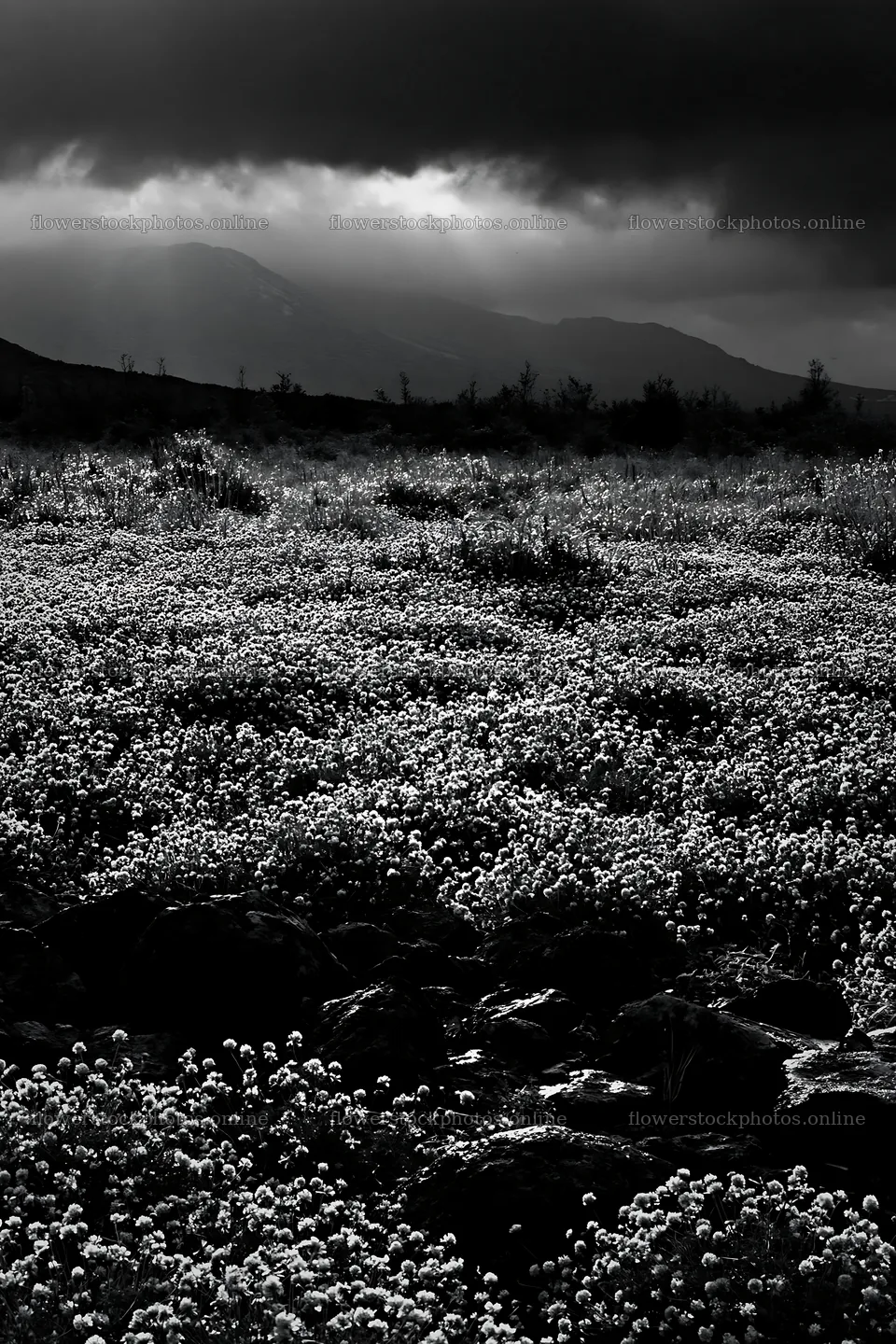 Kumamoto volcanic meadow with dark rock and pink flowers – flower stock photos 6480x9722